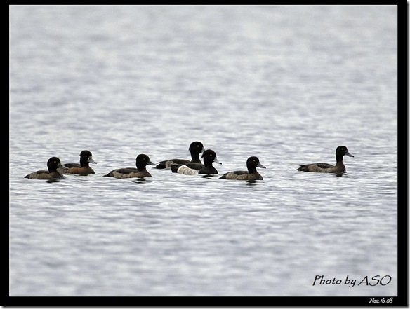 鳳頭潛鴨(2008-11-16塭底)1552