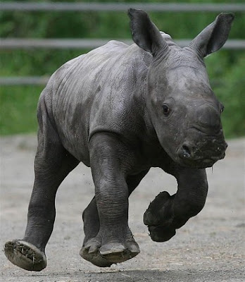 Baby Animal Rhino