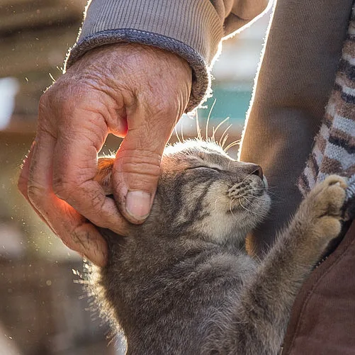 Old hand of a loving cat caregiver and the appreciative cat