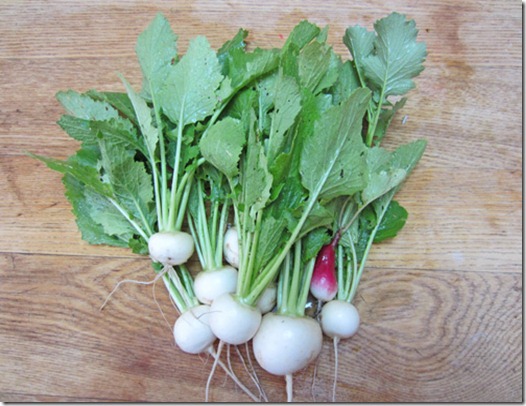 Tokyo Cross turnips