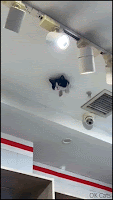 Crazy Cat GIF • Ceiling cat is the NEW security camera cat! So talented cat, able to make bread through the ceiling!”[ok-cats.com]