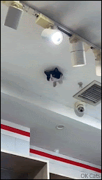Crazy Cat GIF • Ceiling cat is the NEW security camera cat! So talented cat, able to make bread through the ceiling!”[ok-cats.com]