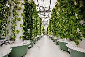 aeroponics