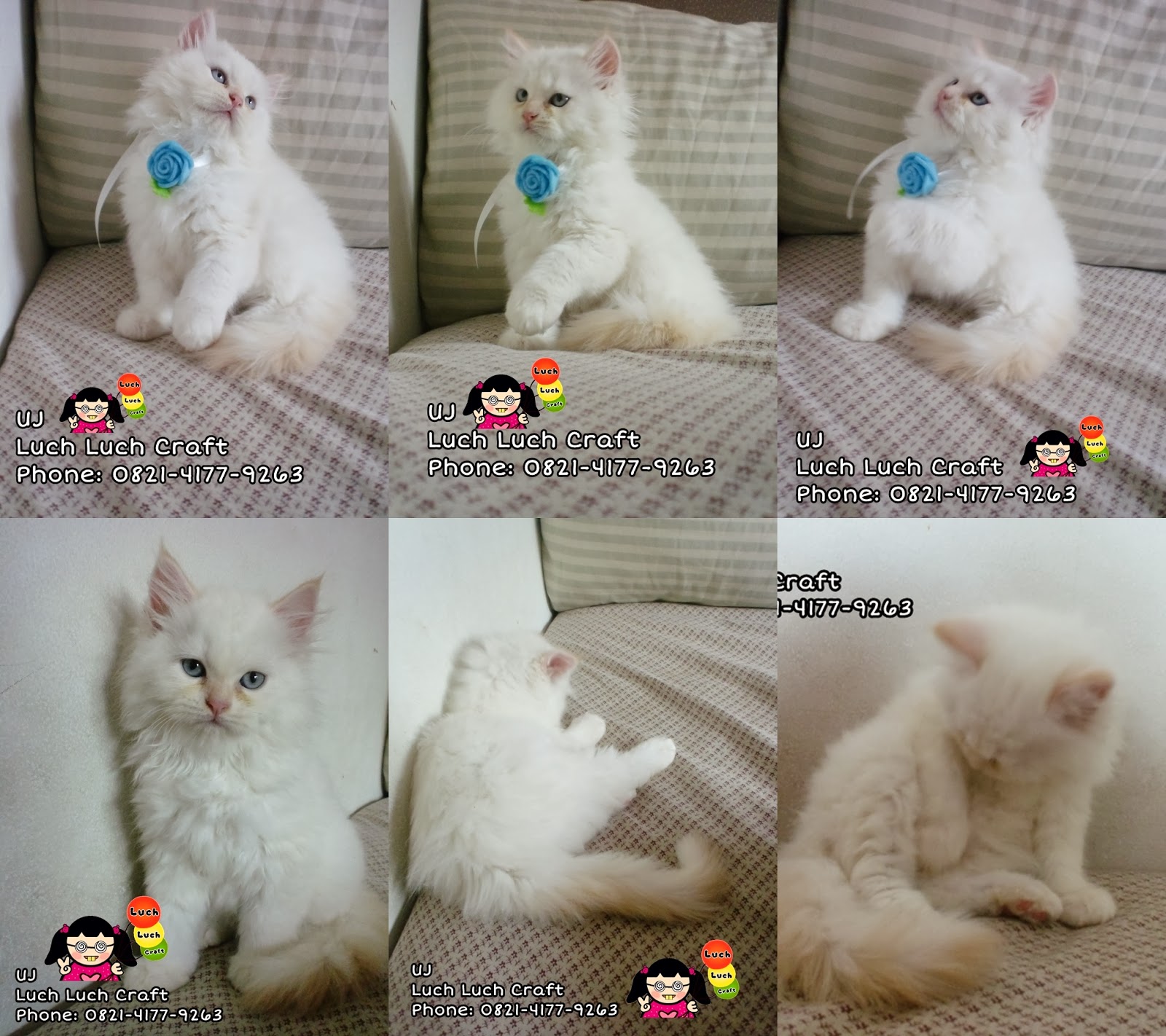 The Story of My Cats: Jual - Beli Kucing Persia Anggora 