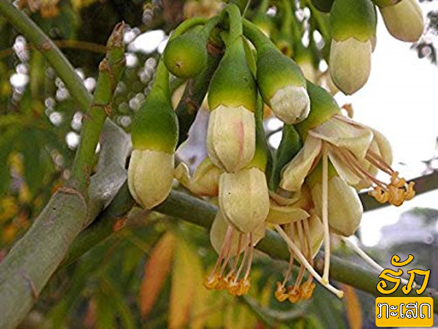 ຕົ້ນງິ້ວ [Ton Ngiou] ຊື່ວິທະຍາສາດ: Ceiba pentandra ຊື່ທົ່ວໄປ ເປັນພາສາອັງກິດ: Kapok tree, Silk Cotton tree, Ceiba  ຕົ້ນງິ້ວມີຖິ່ນກຳເນີດຢູ່ເຂດອາເມຣິກາກາງກວມມາຮອດພາກເໜືອຂອງອາເມຣິກາໃຕ້ ແລະ ເຂດຕະເວັນຕົກຂອງທະວີບອາຟຼິກກາ. ໃນຖິ່ນເດີມຕົ້ນງິ້ວສູງເຖິງ 70 ມ, ສ່ວນໃນແຖບເອເຊຍ ມັນສາມາດສູງຮອດ 30-40 ມ ເທົ່ານັ້ນ. ຕົ້ນງິ້ວອ່ອນມີໜາມແຂງຢາຍຕາມລຳຕົ້ນ ແຕ່ບາດເວລາ ເປັນຕົ້ນເກົ່າແລ້ວ ໝາມຈະໝົດໄປແຕ່ ຕົງກັນຂ້າມ ປີກຮາກມີຫຼາຍຂຶ້ນ ແລະ ມີຂະໜາດໃຫຍ່ອີກດ້ວຍ.