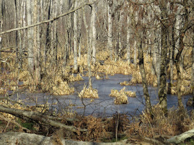 wetland