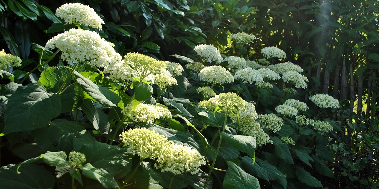 Gartendeko mit Pflanzen