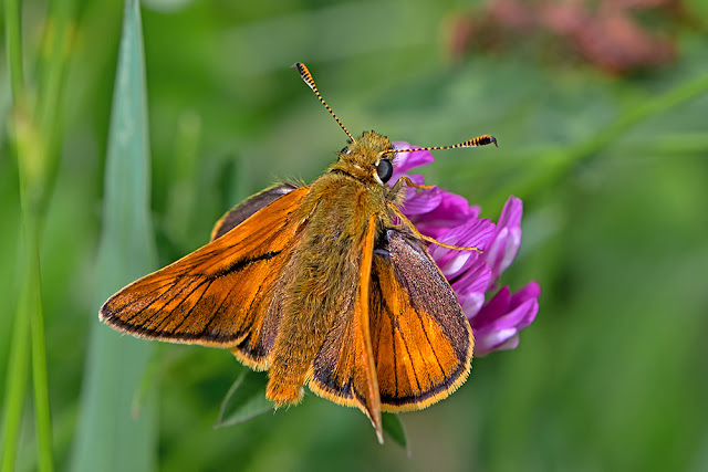 Ochlodes venata the Large Skipper butterfly