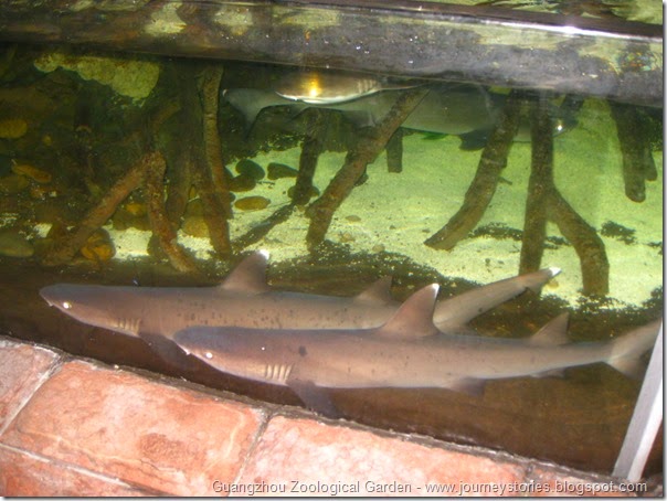 Guangzhou zoological garden (42)