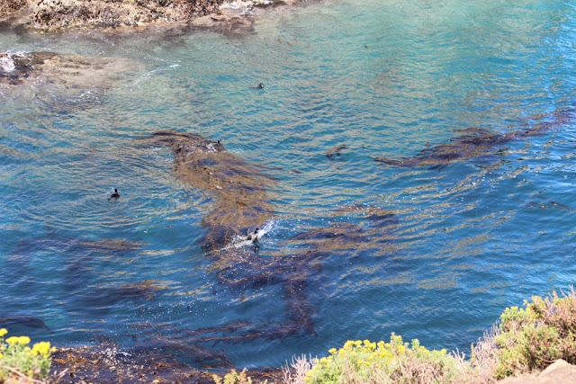 Point Lobos State Reserve, Hidden Beach to Weston Beach