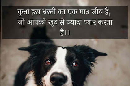 dog birthday wishes in hindi