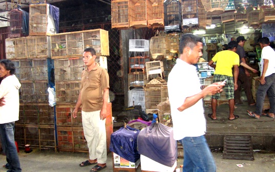 DAFTAR HARGA BURUNG DI WILAYAH JAKARTA (PASAR KEBAYORAN 