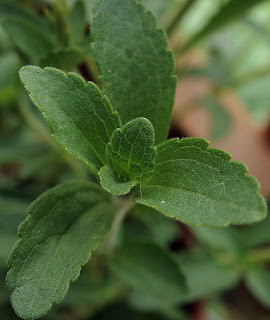 stevia producer of natural sugar non calori