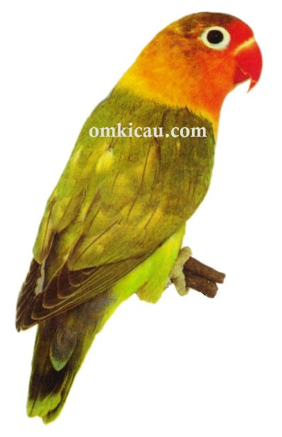 KOMUNITAS BURUNG LOVEBIRD JABODETABEK Gambar burung lovebird 