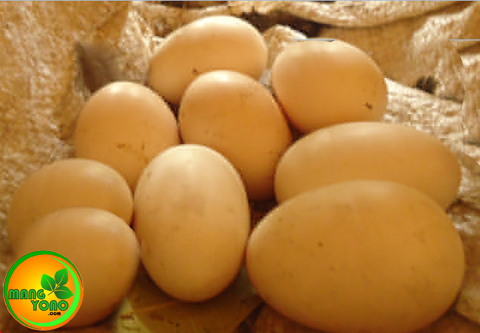 Cara menetaskan telur  bebek dengan induk ayam kampung