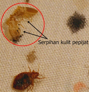 Bed Bugs : Berpunca dari Barang Terpakai?Eco Shield Pest 