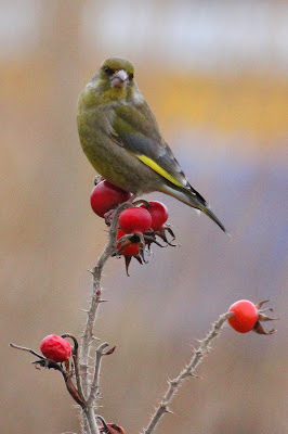 Groenling - Grienfink - Chloris chloris