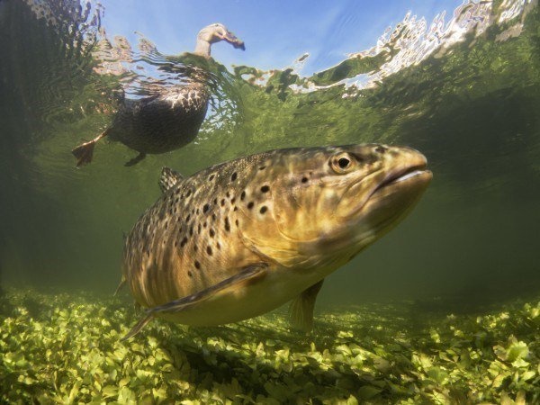 The Best Underwater Photos EVER Taken Show Life From A Different Angle. - British Waters Compact ‘Hello Ducky!’ by Paul Colley from the UK