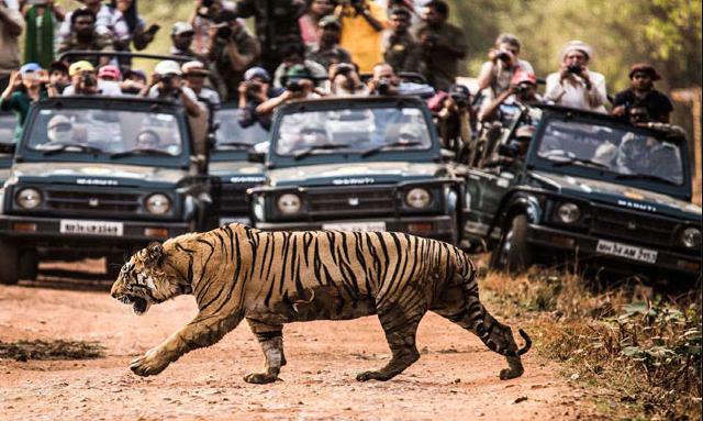 Tiger Takes Rest