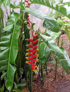 Heliconia rostrata, La Ceiba, Honduras