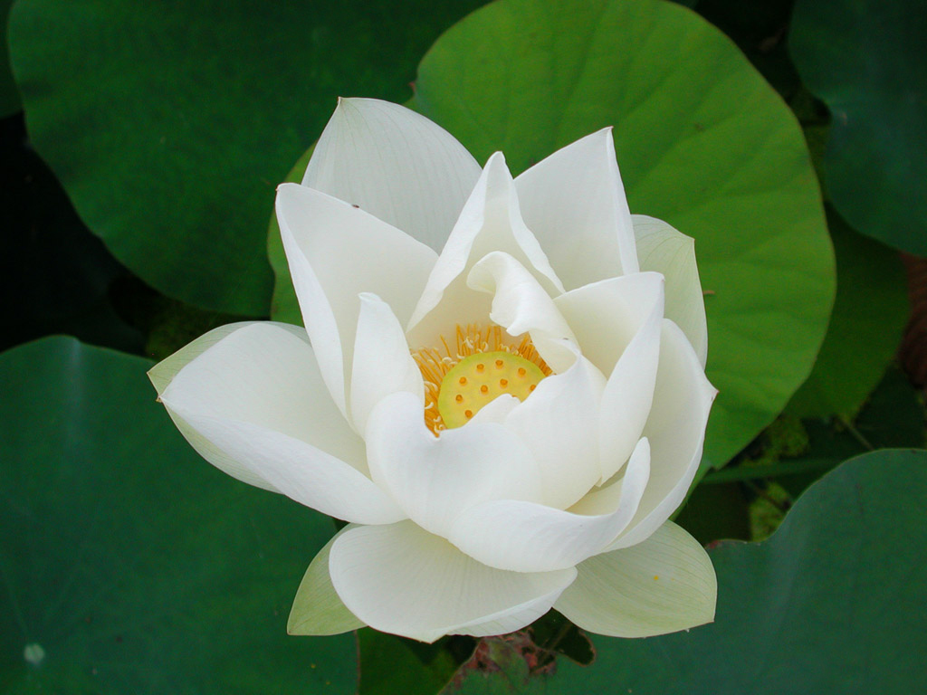 Gambar Bunga Lotus