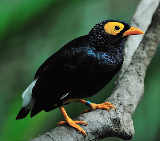 Mynah Bird Pictures