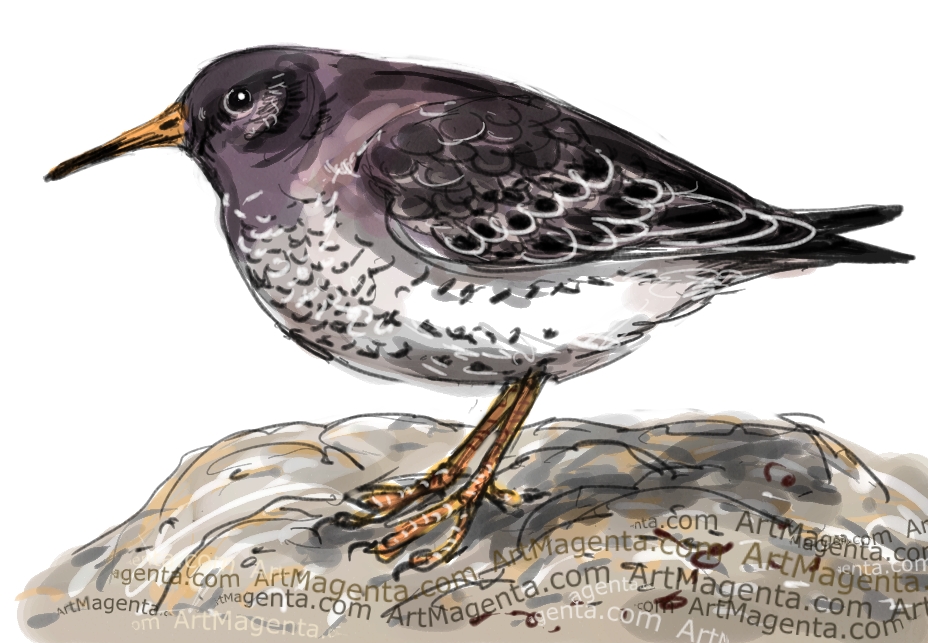 Purple Sandpiper