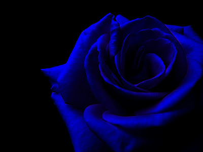 Bright blue rose