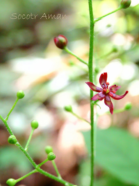 Veratrum maackii