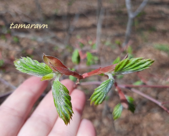 Клён ложнозибольдов (Acer pseudosieboldianum)