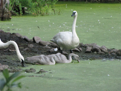 trumpeter swans