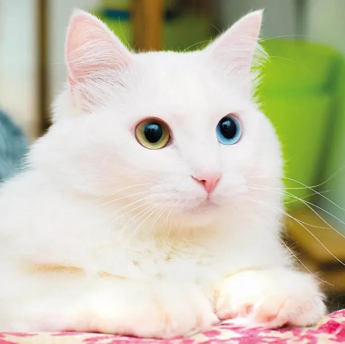 A Turkish Van Heterochromia cat
