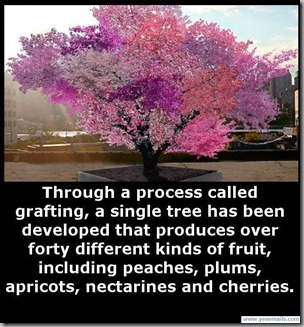 clip_image031