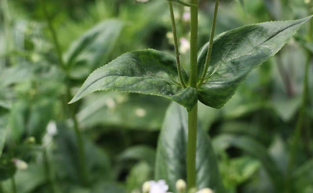 Foxglove Beardtongue Flowers Pictures