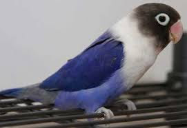 Perbedaan Warna Burung Lovebird Biru Violet dan Cobalt 