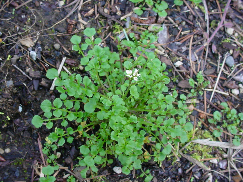 Garden of Discovery: Weedy Wednesday: Common Weed ID Tips
