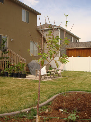 dwarf cherry tree pictures. cherry trees--semi-dwarf