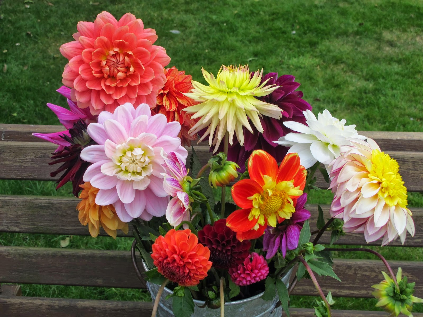Flowers by Shamini: Withypitts Dahlias: The cut flowers