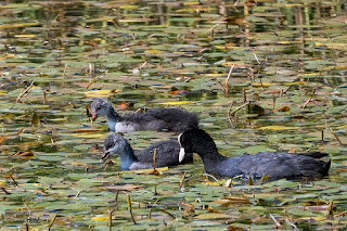 Blässhuhn mit zwei halbwüchsigen Jungvögel auf dem Bildweiher in St. Gallen.