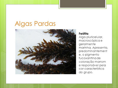 Protoctista 2: Algas