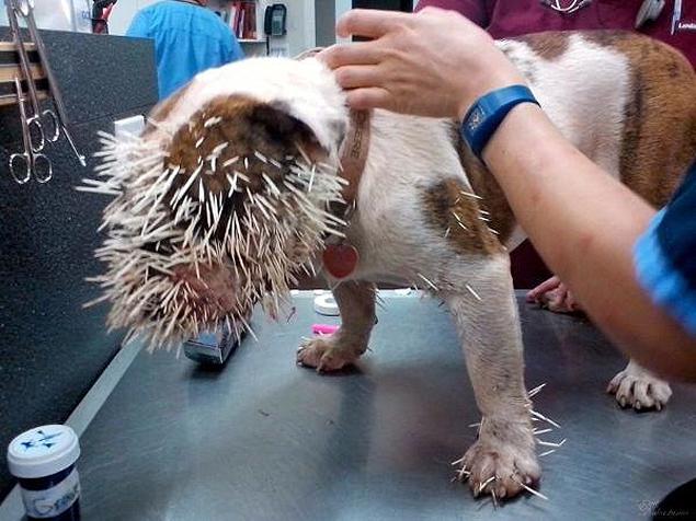 Bulldog gets 500 quills stuck in face after porcupine attack, bulldog vs porcupine, bella mae, dog vs porcupine