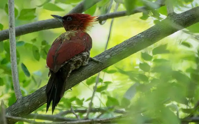 Top 10 Most Beautiful Birds of the Amazon Rainforest