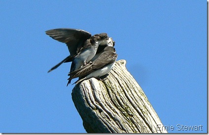 Juvenile Swallows