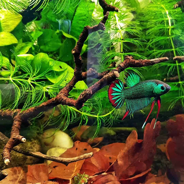 Knowing All Fun Facts Of The Wild Betta Imbellis Or Peaceful Betta Fish