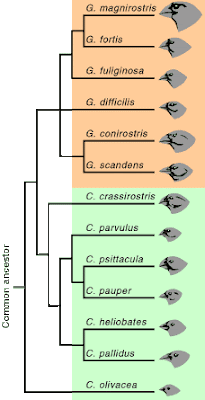 bagan evolusi darwin