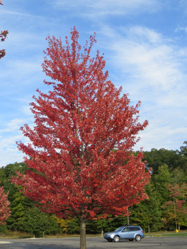 autumn tree