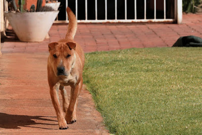 chow/sharpei dog