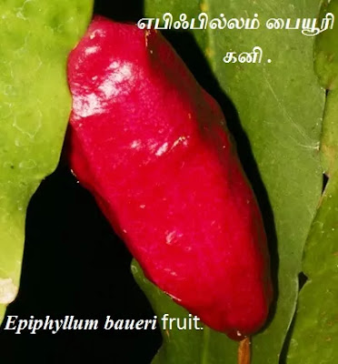 Epiphyllum baueri fruit