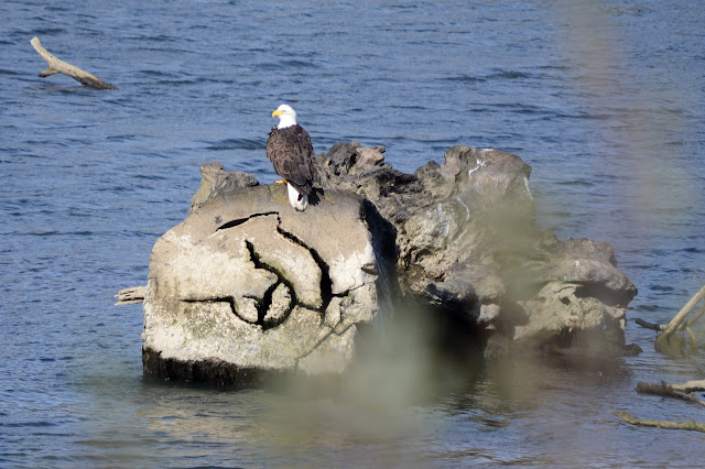 bald eagle on a cut stump