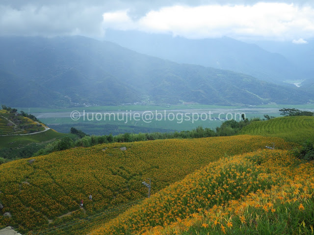 Hualien Sixty Stone Mountain daylily flowers